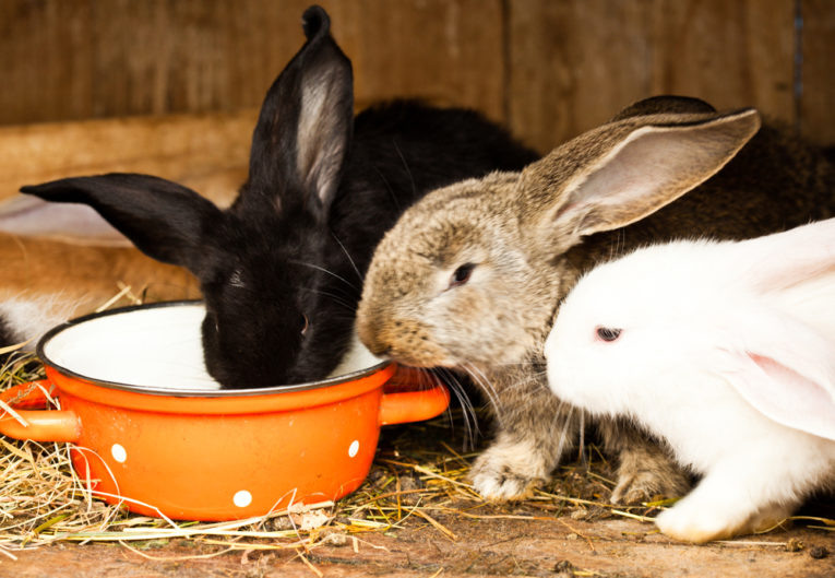 #How to Keep your Rabbits Cool in Summer